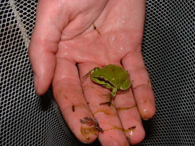 Hyla andersonii from South Jersey