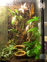 vent terrarium