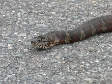 Banded Water Snake