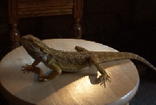 Ukon on stool