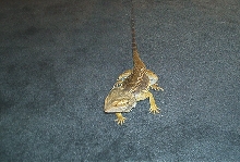 ukon carpet
