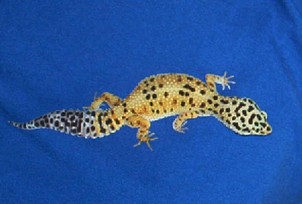 female t2