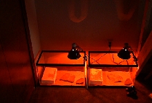 Leo's cages