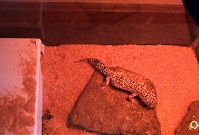 Male eating