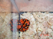 tanggerine female het for hypo