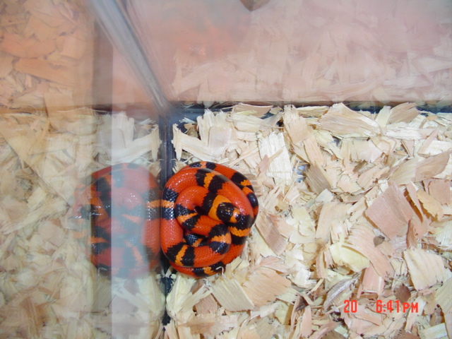 tanggerine female het for hypo
