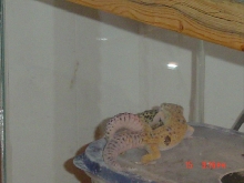 leos