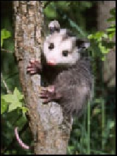 Tree animal