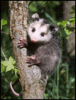 Tree animal