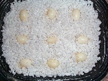 Cham Eggs