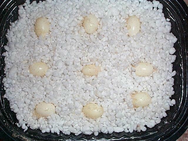Cham Eggs