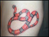My Grey Banded Kingsnake tattoo
