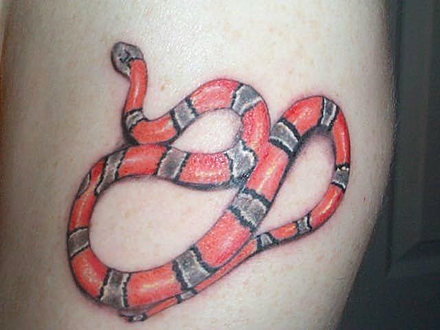 My Grey Banded Kingsnake tattoo