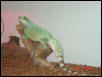 Adult Water Dragon