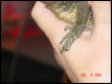 BRN Nail #2