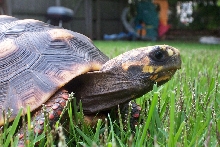 My Red-Foot Tortoise--Franklin