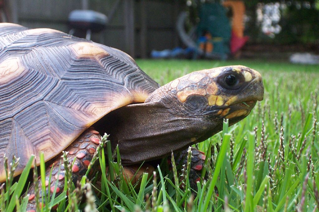 My Red-Foot Tortoise--Franklin