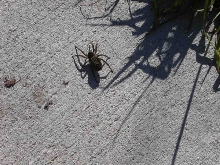 Spider ID?