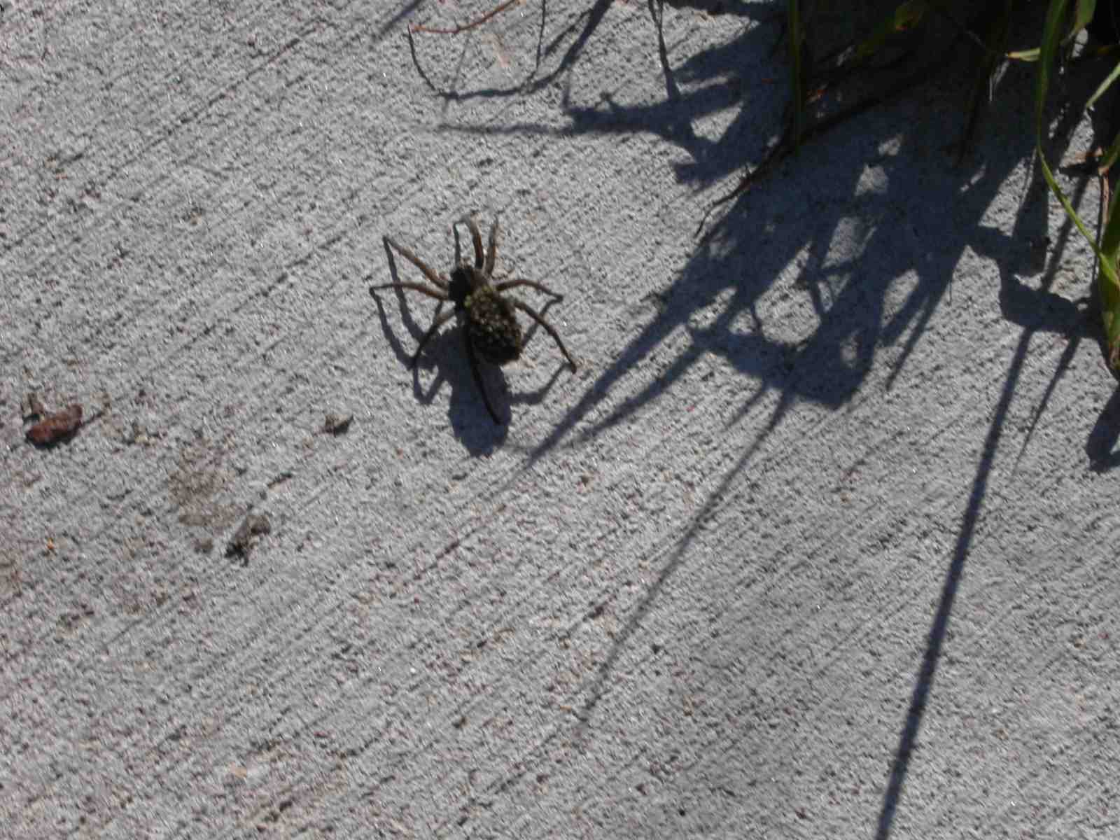 Spider ID?