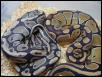 axanthic ball python