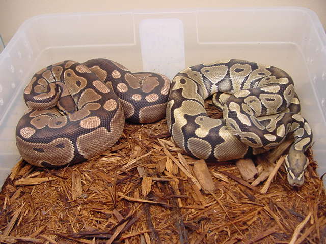 newball