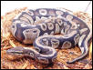 ball python