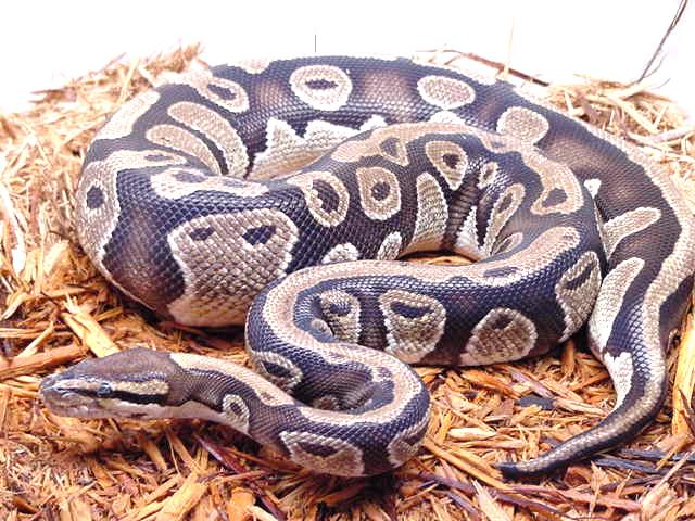 ball python
