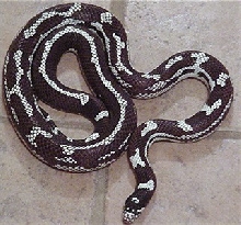 Female after laying eggs