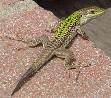 Podarcis sicula, feral in so. Calif.