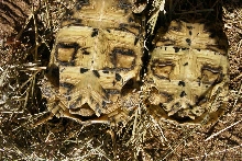 Leopard Tortoises