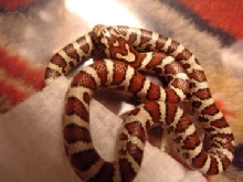Eastern Milk Snake hatchling?