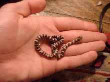What to feed this small E. Milk Snake?