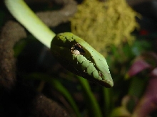 Visahri my A. prasina