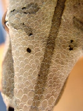 head shot