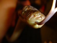 tounge action
