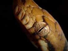 BindI after Shed