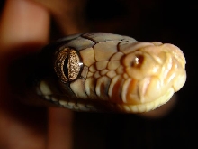 Bindi After Shed