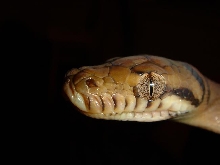 bindi after shed