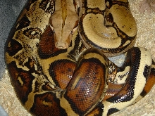 courting