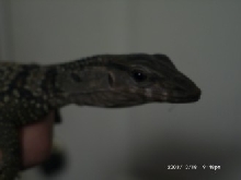 Black Roughneck-head shot