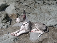 Great Dane