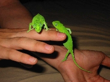 Mika and Toki