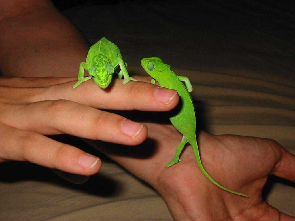 Mika and Toki