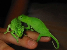 Mika and Toki