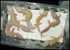 Patternless Group