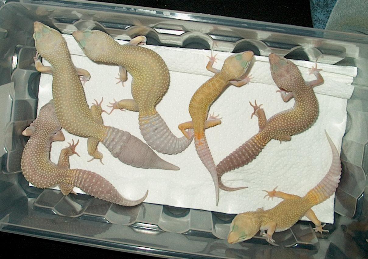 Patternless Group
