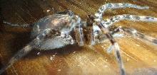 large spider
