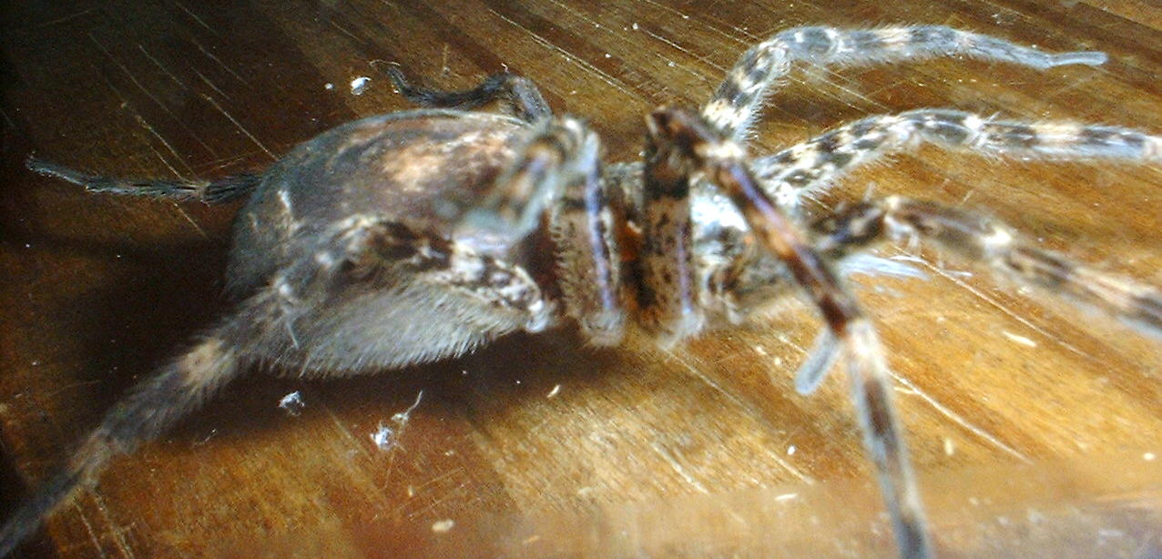 large spider