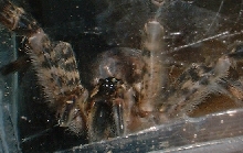 spider face! What is it?