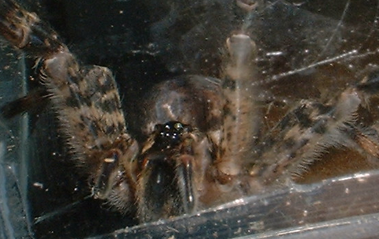 spider face! What is it?
